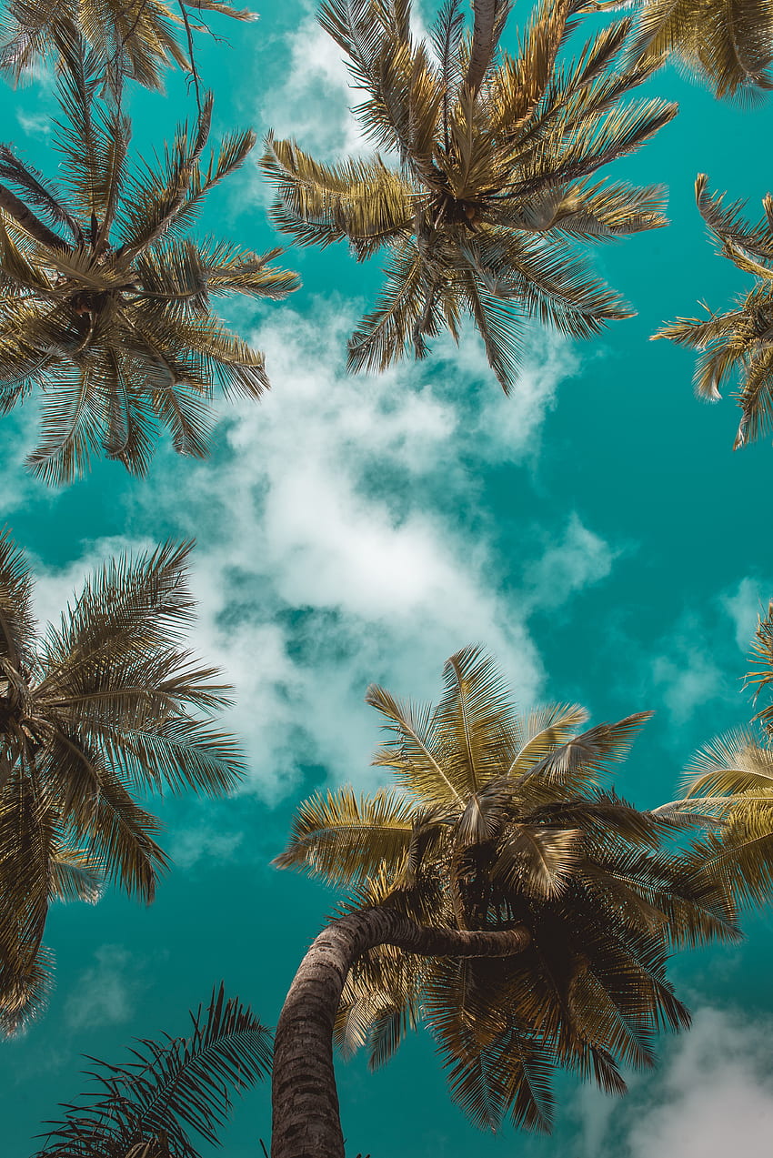 Природа, небе, листа, облаци, палми, клони, тропици, изглед отдолу HD тапет за телефон