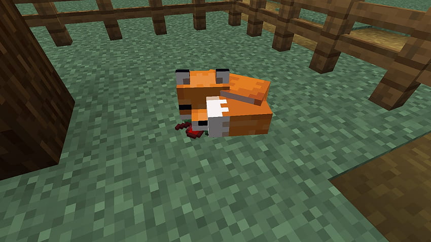 How To Tame A Fox In Minecraft HD   Pxfuel   Desktop   How To Tame A Fox In Minecraft 