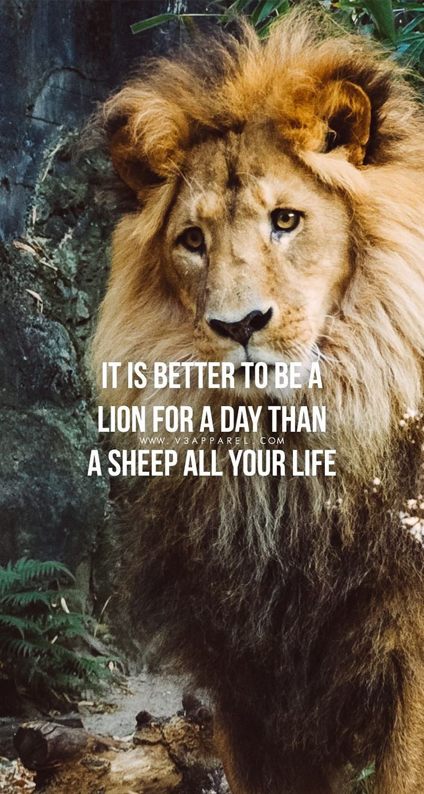 Lion Motivation, Lion Quotes HD phone wallpaper | Pxfuel