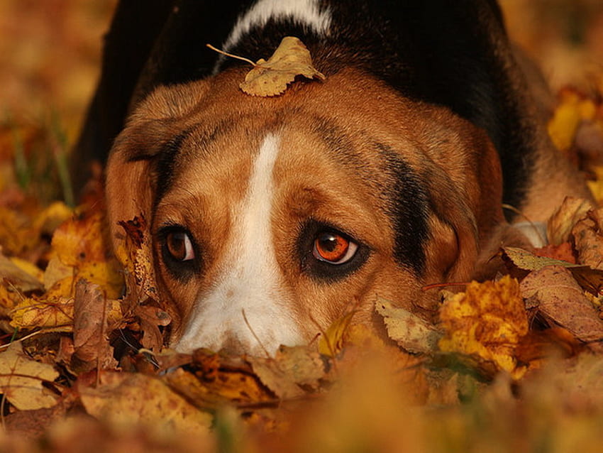 Sad autumn dog, dog, animal, fall, sorrow, sadness, sad, leaves, brown, autumn, pet, look HD wallpaper