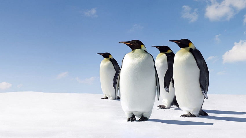 Animals, Pinguins, Snow, Stroll HD wallpaper