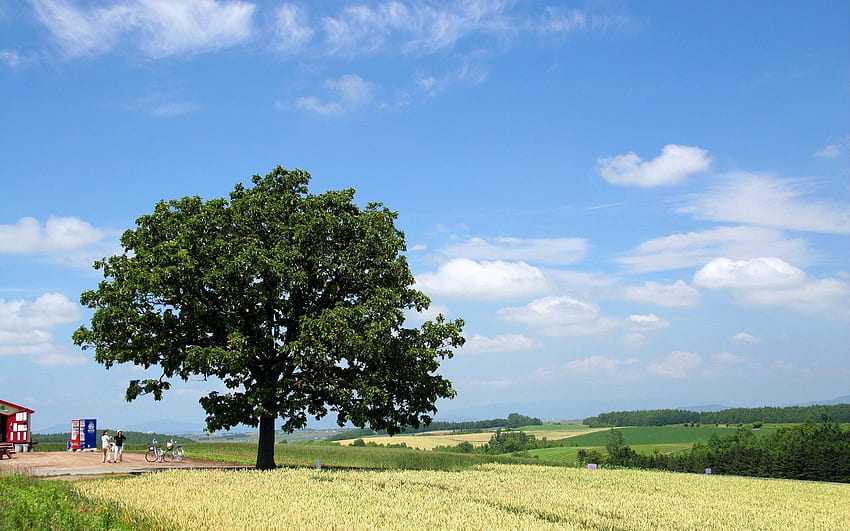 Menschen, Natur, Holz, Baum, Krone, Krone, Feld, Bauernhof, Wirtschaft HD-Hintergrundbild