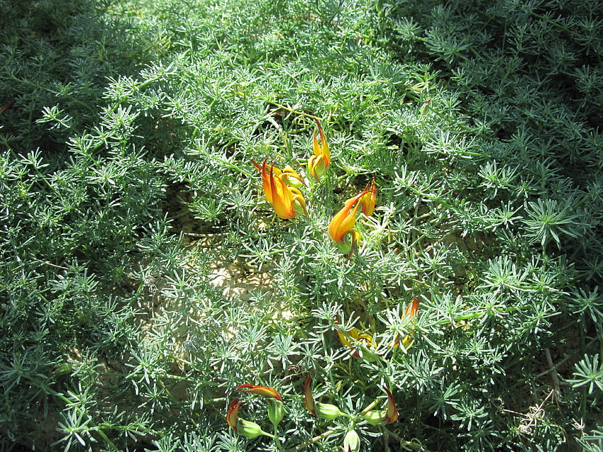 Fiori Rejuvenate life 47, graphy, giallo, verde, fiori, giardino, arancione Sfondo HD