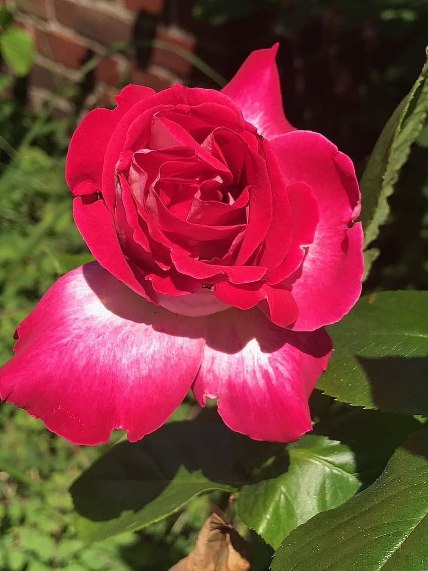 꽃, 자연, 아름다운 꽃, 개화기, 정원, 꽃송이 - Hybrid Tea Rose, Tea Flowers Garden HD 전화 배경 화면
