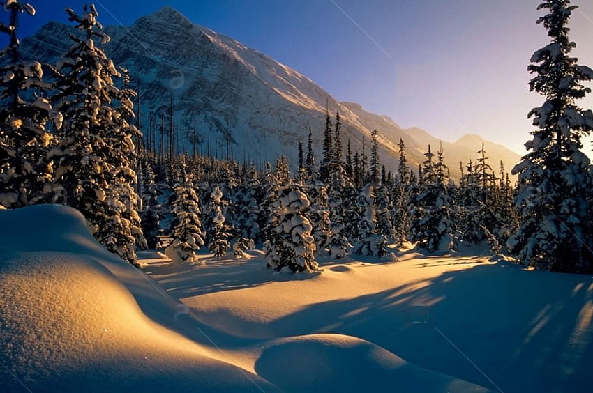 อุทยานแห่งชาติแบมฟ์ในฤดูหนาว ต้นสน หิมะ ภูมิทัศน์ แคนาดา อัลเบอร์ต้า ป่า วอลล์เปเปอร์ HD