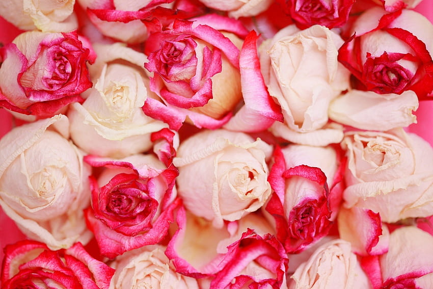 Kwiaty, róże, płatki, przystojnie, to jest piękne Tapeta HD
