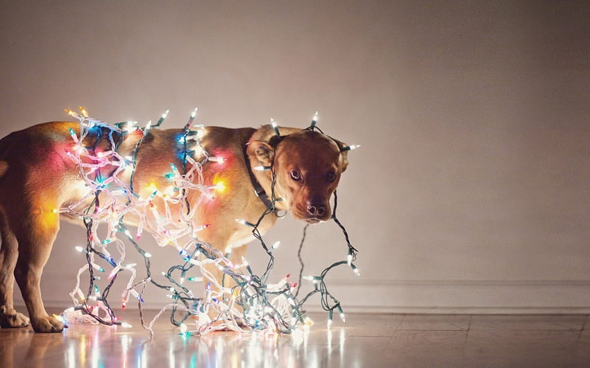 Szczęśliwego Nowego Roku, pies, lampa, szczęśliwy, nowy rok Tapeta HD
