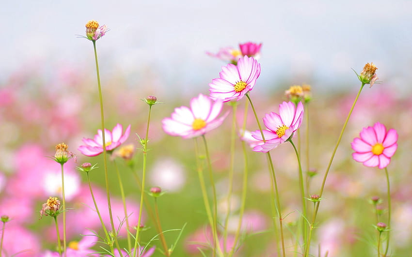 Flowers, Summer, Freshness, Lawn, Tenderness HD wallpaper