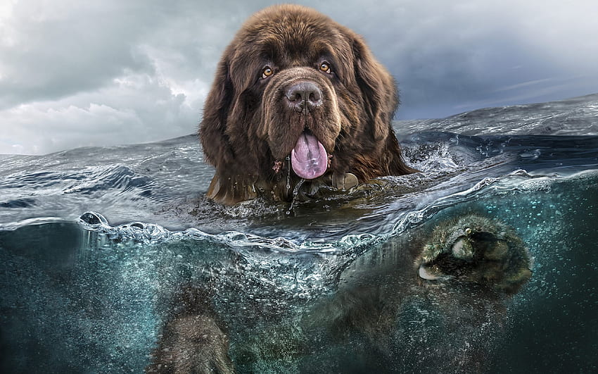Newfoundland, , underwater, dogs, funny animals, cute dog for with resolution . High Quality HD wallpaper