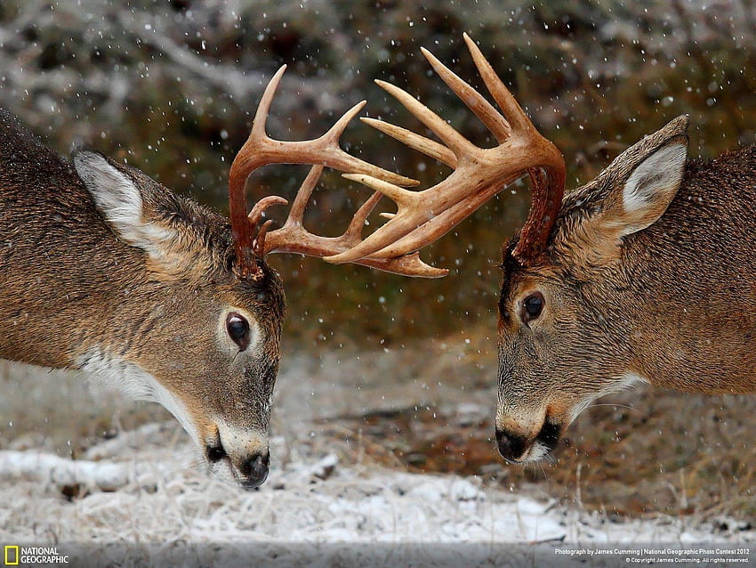 Big Buck, Whitetail Deer HD wallpaper