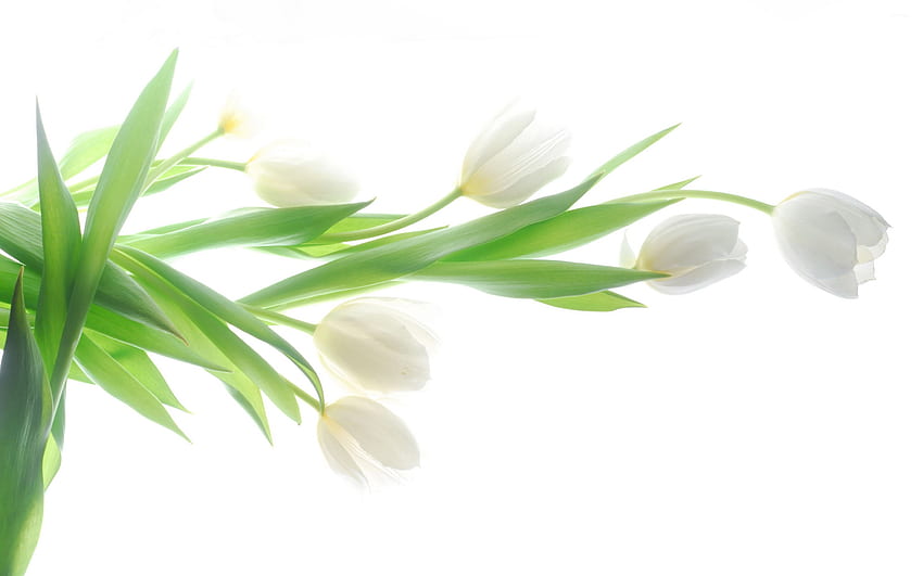 Fleurs blanches pour ordinateur, tulipe blanche Fond d'écran HD