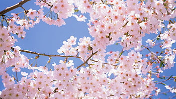 Cherry blossoms: Hòa mình vào bầu không khí mùa hoa anh đào đầy thơ mộng với bức ảnh tuyệt đẹp này. Cảm nhận những cánh hoa hồng nhẹ nhàng bay trôi giữa không gian xanh và thư thái. Hãy làm mới tinh thần với hình ảnh tuyệt đẹp này ngay bây giờ!