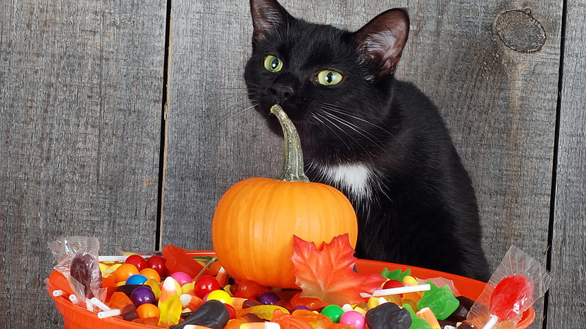 Download Cute Halloween Black Cats Wallpaper  Wallpaperscom