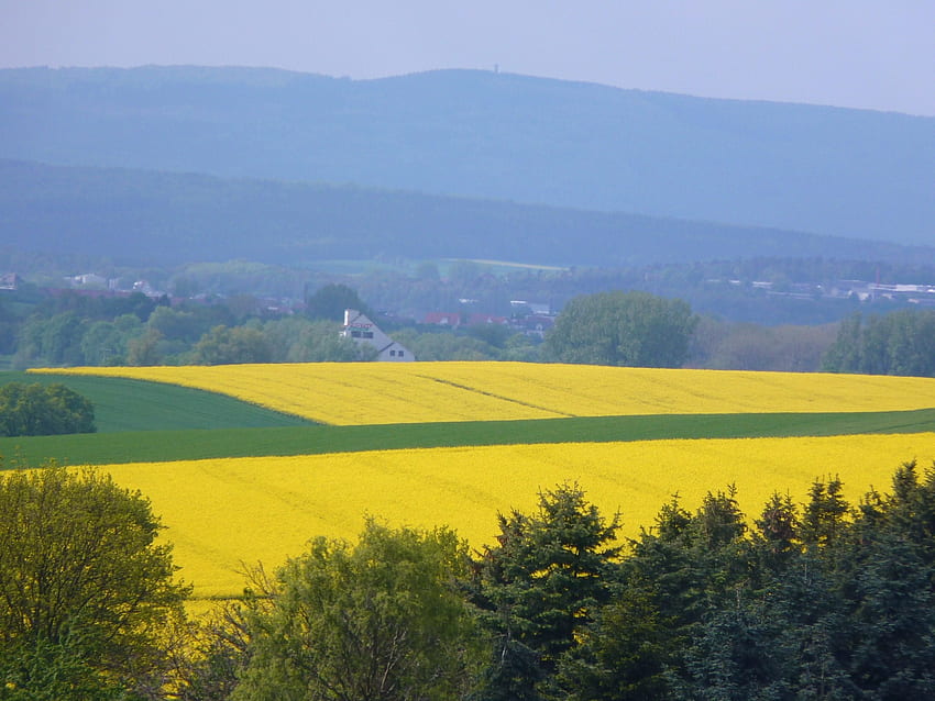 Naturschönheit, Felder, gelbgrün, atemberaubend, lieblich HD-Hintergrundbild