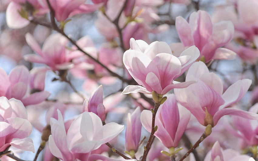Magnolie, Frühlingsblumen, rosa Blumen, Hintergrund mit Magnolien, Frühling, schöne Magnolie HD-Hintergrundbild