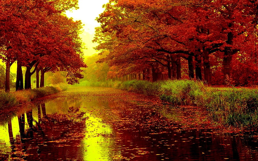 Autumn Road, LEAVES, GOLDEN, TREES, REFLECTION, FALL, WET, SUN, ROAD HD wallpaper