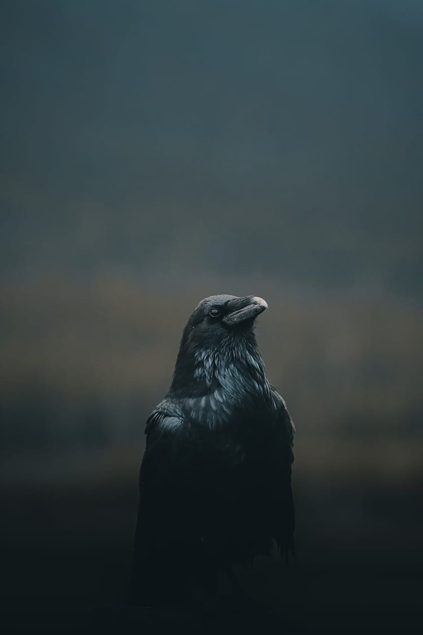 iPhone. Negro, Cuervo, Cuervo, Cielo, Cuervo Como Pájaro, Pájaro fondo de pantalla del teléfono