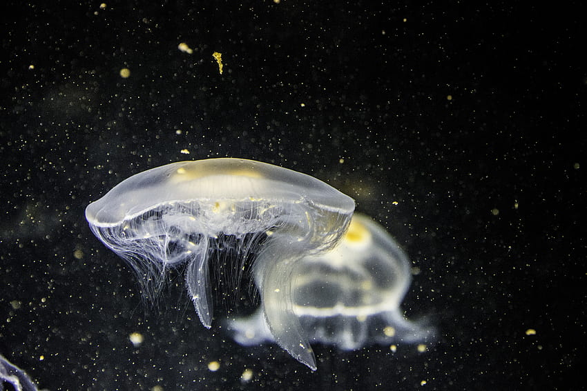 animales, medusas, primer plano, mundo submarino, tentáculos fondo de pantalla