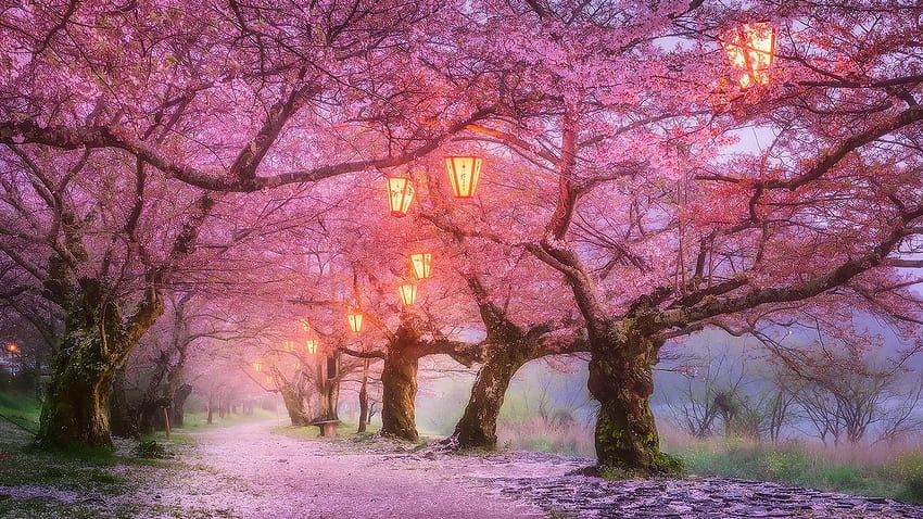 Ивакуни Черешов цвят, Япония. Студио 10. Десетки, японски вишнев цвят HD тапет