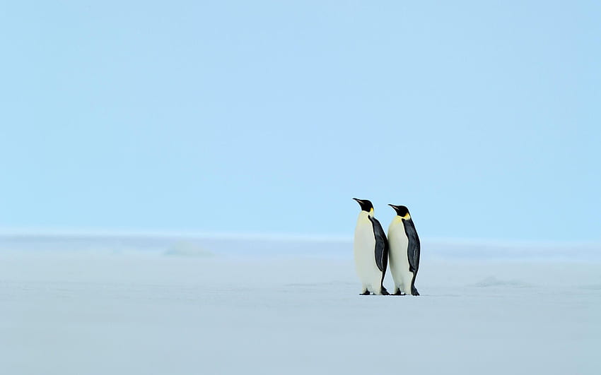 Cute Penguin Background, Minimalist Penguin HD wallpaper