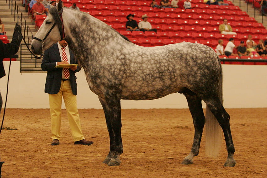Andaluz moteado gris, españa, caballo gris, caballos, semental español, animales, semental andaluz fondo de pantalla