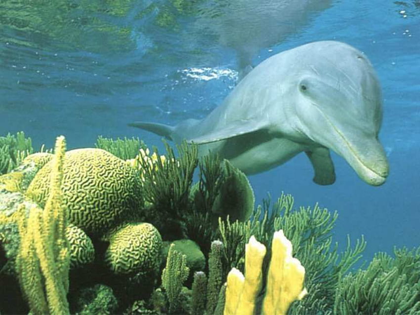 Delfin, delfiny, zwierzęta Tapeta HD