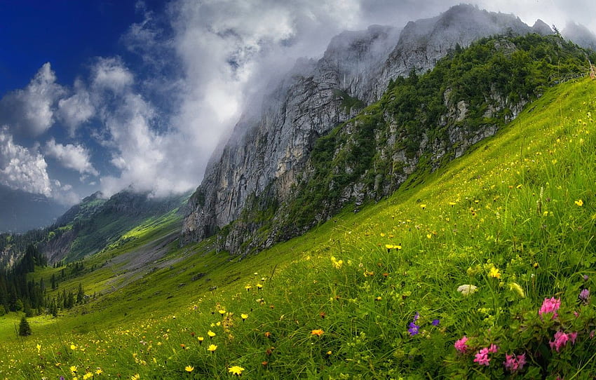 Greens, forest, summer, grass, clouds, flowers, Alps Flowers HD ...
