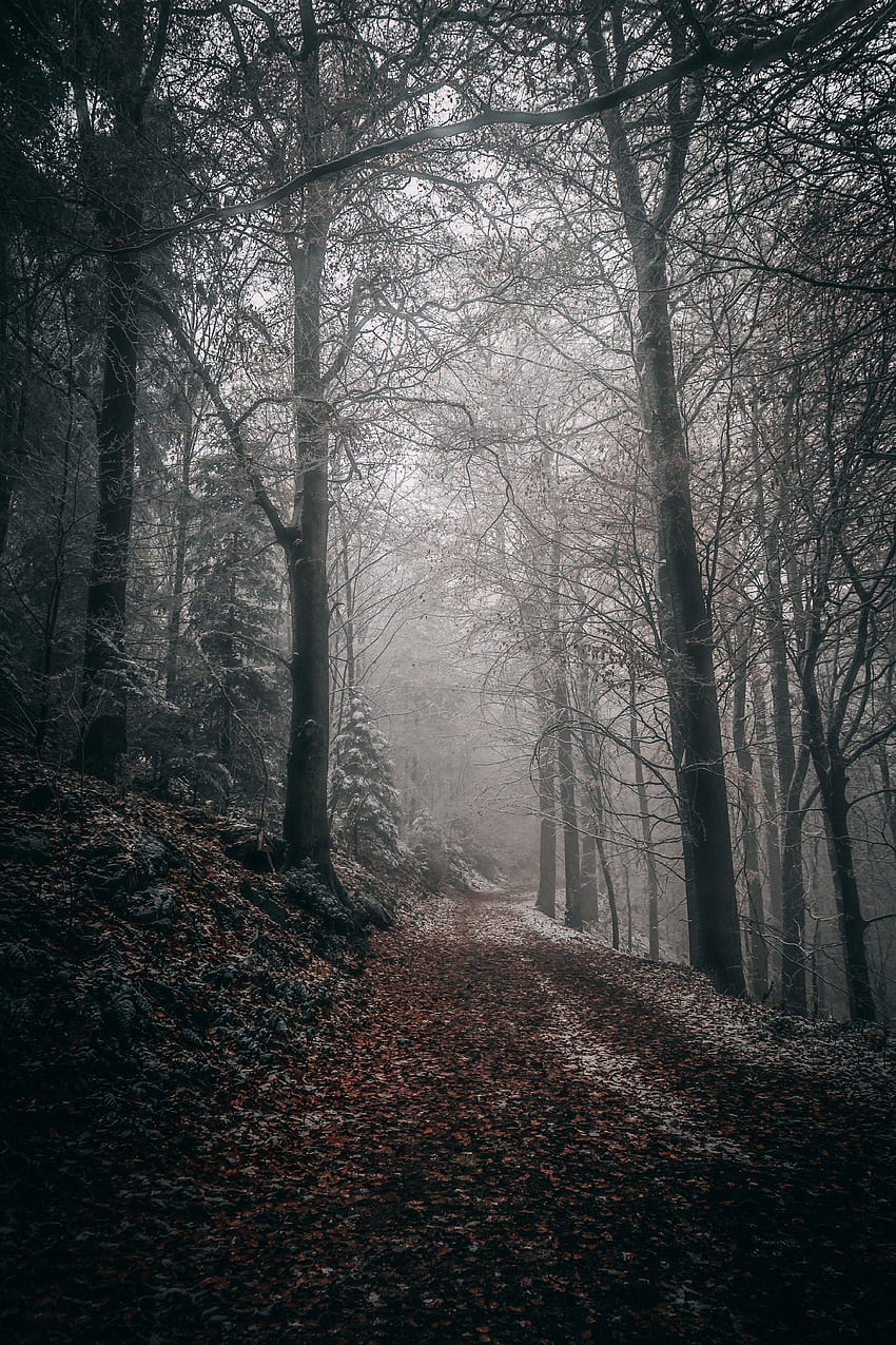 Natura, alberi, autunno, foresta, nebbia, sentiero, fogliame Sfondo del telefono HD