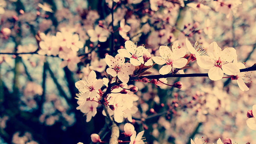 Schöne Hintergrundbilder Mit Blumen - - - Tip Sfondo HD