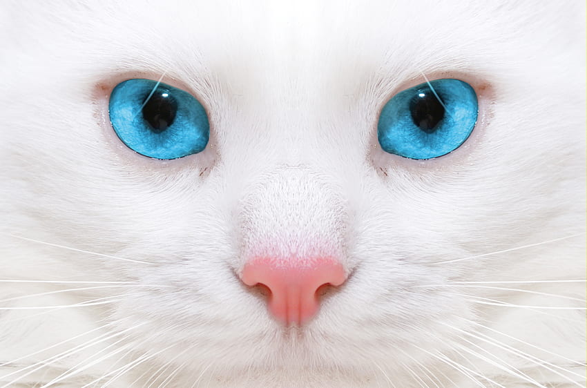 Zwierzęta, Makro, Kotek, Kotek, Piękny, Biały Kot Tapeta HD