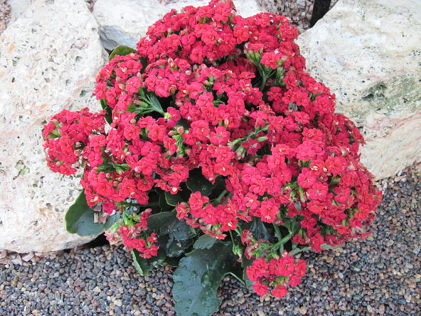 Kalanchoe day graphy 39, pink, Kalanchoe, graphy, green, red, Flowers, garden, stones HD wallpaper