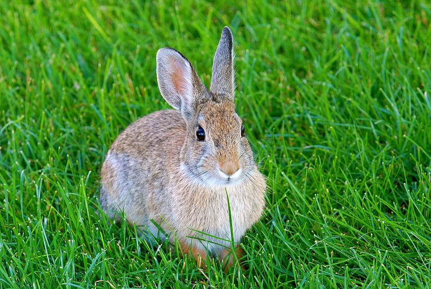 Animals, Grass, Animal, Rabbit, Hare HD wallpaper | Pxfuel