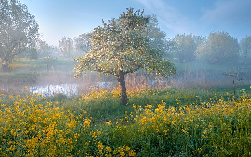 オランダのいたるところに春の色、朝、花、霧、牧草地、木、池 高画質の壁紙