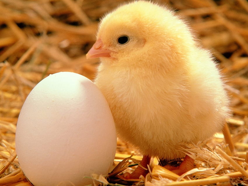 Животни, Яйца, Пилета HD тапет