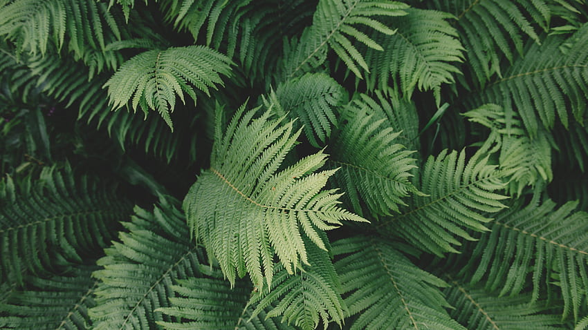Ferns - iPhone, Android & Background HD wallpaper