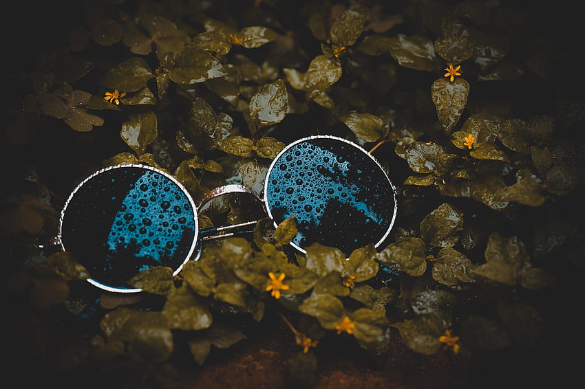 Krople wody, liść, z bliska, okulary przeciwsłoneczne Tapeta HD