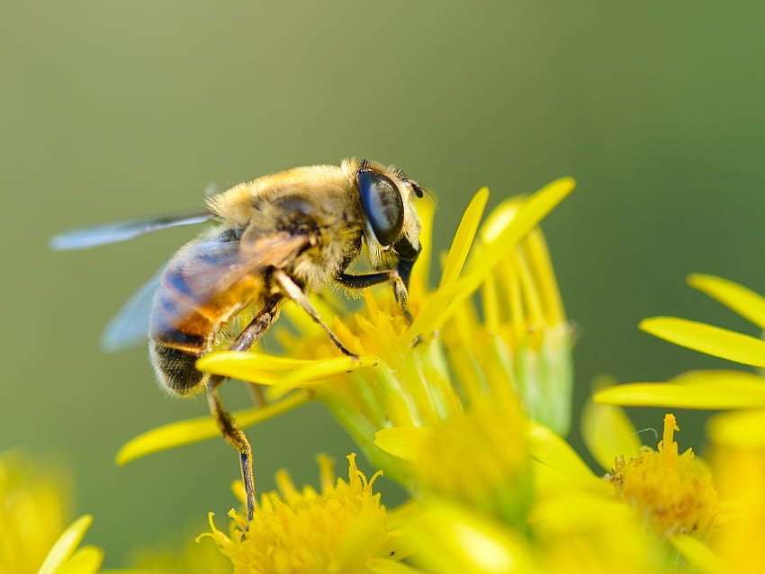 Blume, Makro, Nahaufnahme, Biene, Bestäubung HD-Hintergrundbild