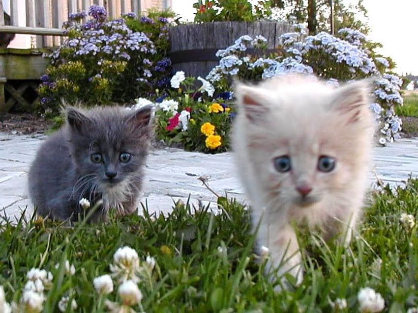 Kitties in the garden, cats, garden, grass, kittens HD wallpaper