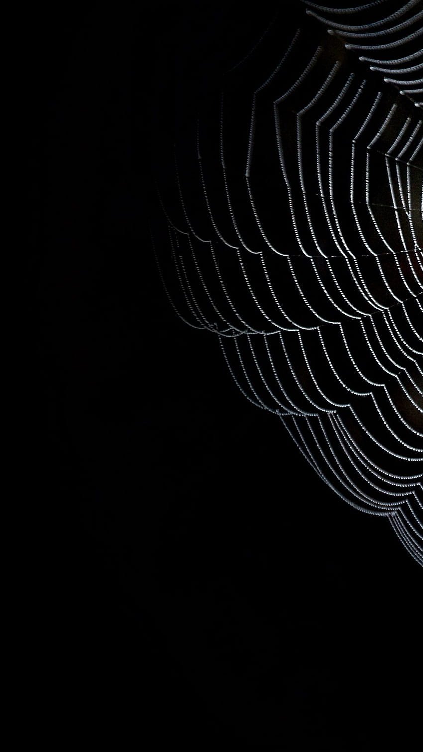 아이폰. 검정, 거미줄, 검정색과 흰색 HD 전화 배경 화면