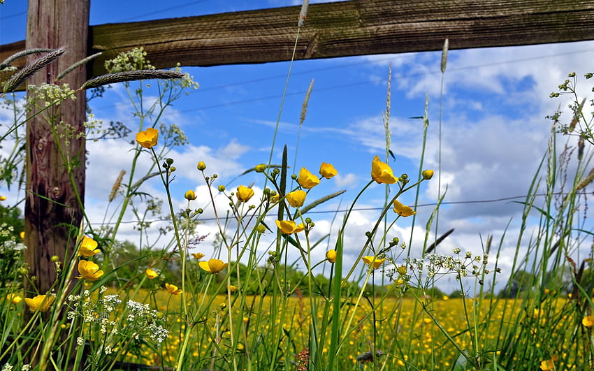 Nature, Flowers, Field, Fence, Fencing, Enclosure, Planks, Board, Sunny HD wallpaper