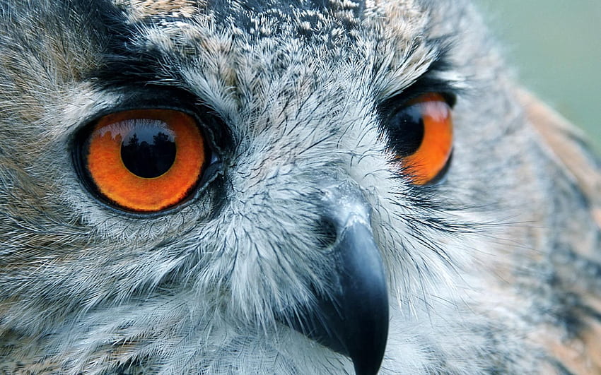 Animals, Owl, Reflection, Bird, Eyes, Sight, Opinion, Head HD wallpaper