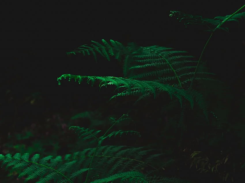 fern, dark, green, plant, leaves standard 4:3 background HD wallpaper