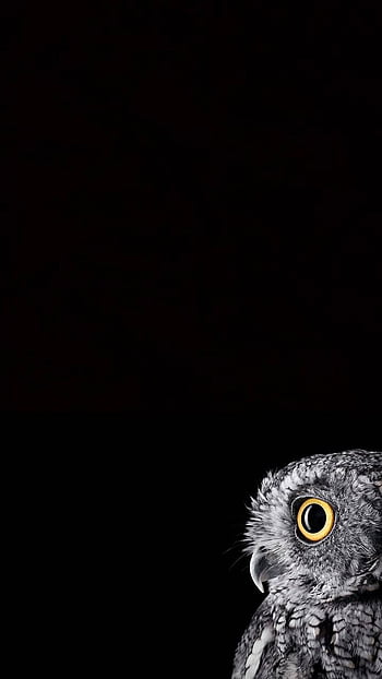 Dark Owl wallpaper by Gemini90mex  Download on ZEDGE  d6d5