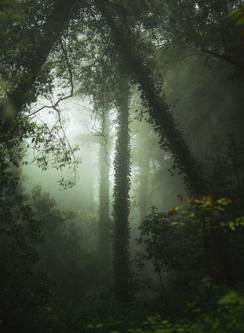 Naturaleza, Árboles, Bosque, Niebla, Vegetación fondo de pantalla del teléfono