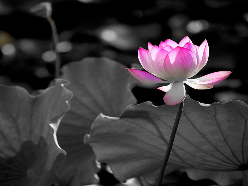 SACRED BEAUTY, flower, pads, nature, lotus, pond HD wallpaper