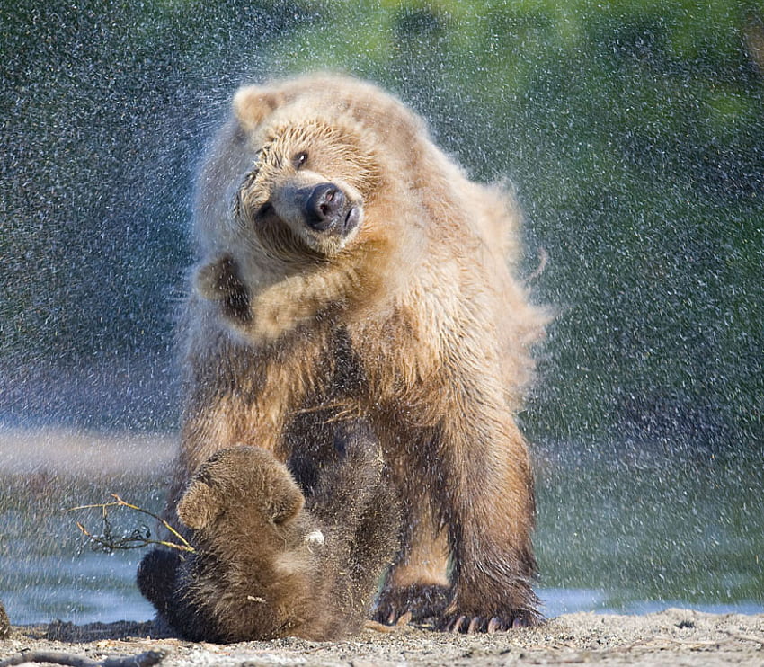 Shower from Mother, shower, bear, baby, mother, beautiful, water HD wallpaper