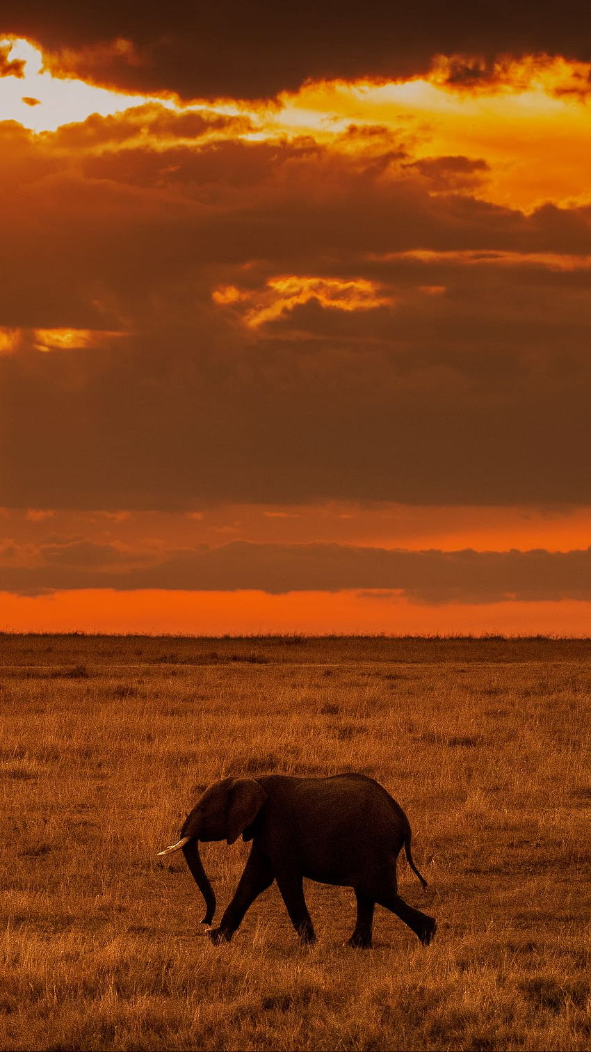 Elephant, Savanna, Sunset, Nature, Africa Iphone 8 7 6s 6 For Parallax Background, African Savanna HD phone wallpaper
