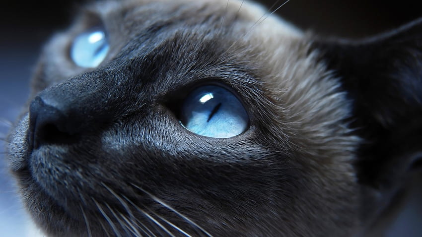 primer plano de ojos de gato, animal, grafía, gato, ojos, macro fondo de pantalla