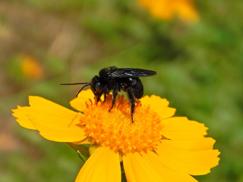 Black Bee and Flower, bees, close up graphy, beautiful, nature, flowers, macro HD wallpaper