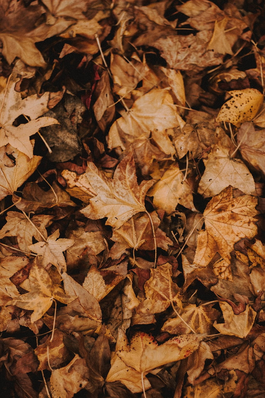 Brown leaves –, Dark Leaves Aesthetic HD phone wallpaper | Pxfuel